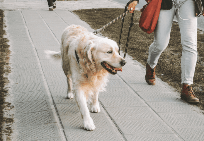 Securing Reliable Dog Walking Support: Navigating Assistance Programs